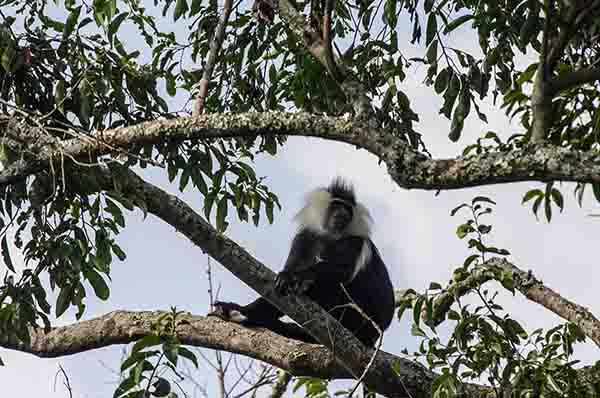 30 - Mono Colobo de Angola - parque nacional de Nyungwe - Ruanda